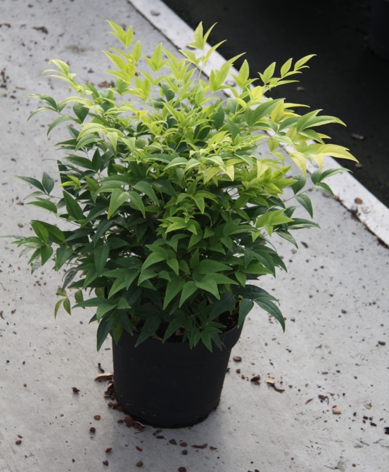Nandina domestica 'Magical Lemon and Lime'