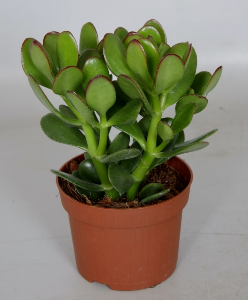 Crassula ovata