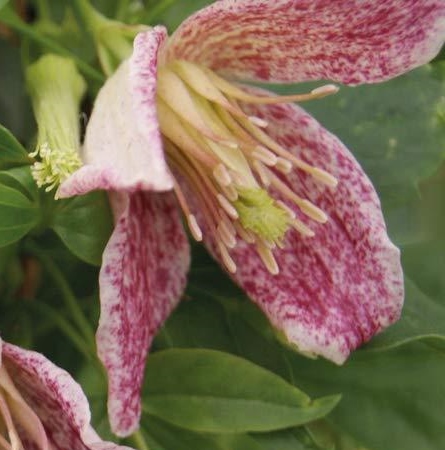 Clematis cirrhosa Freckles