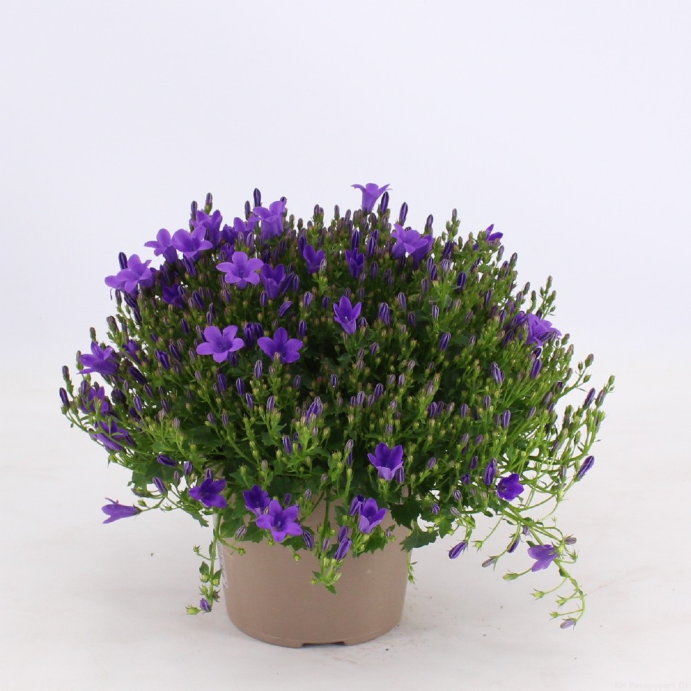 Campanula