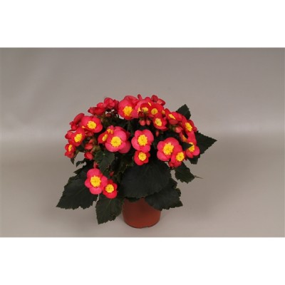 Begonia 'Valentino'