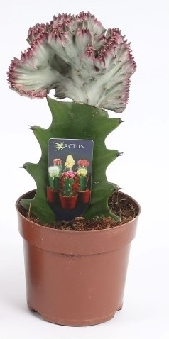 Euphorbia lactea