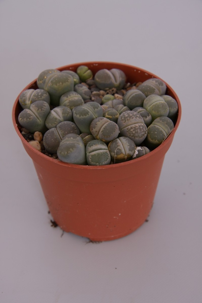 Lithops