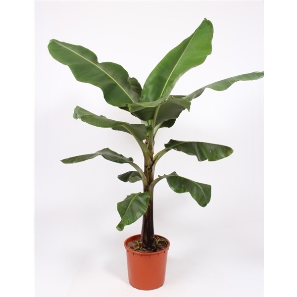 Musa 'Dwarf'