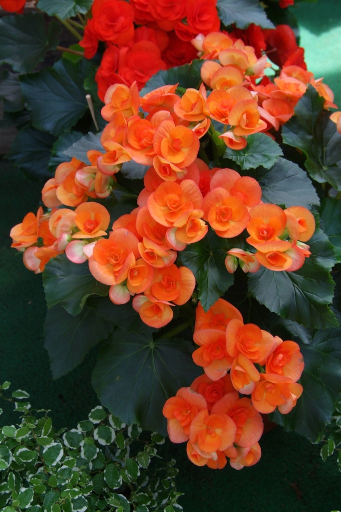 Begonia Elatior