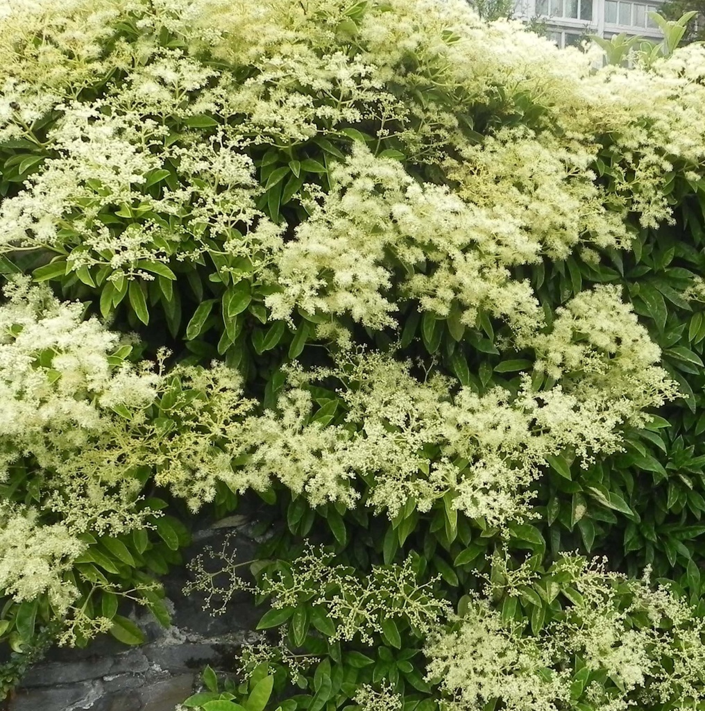 Pileostegia viburnoides