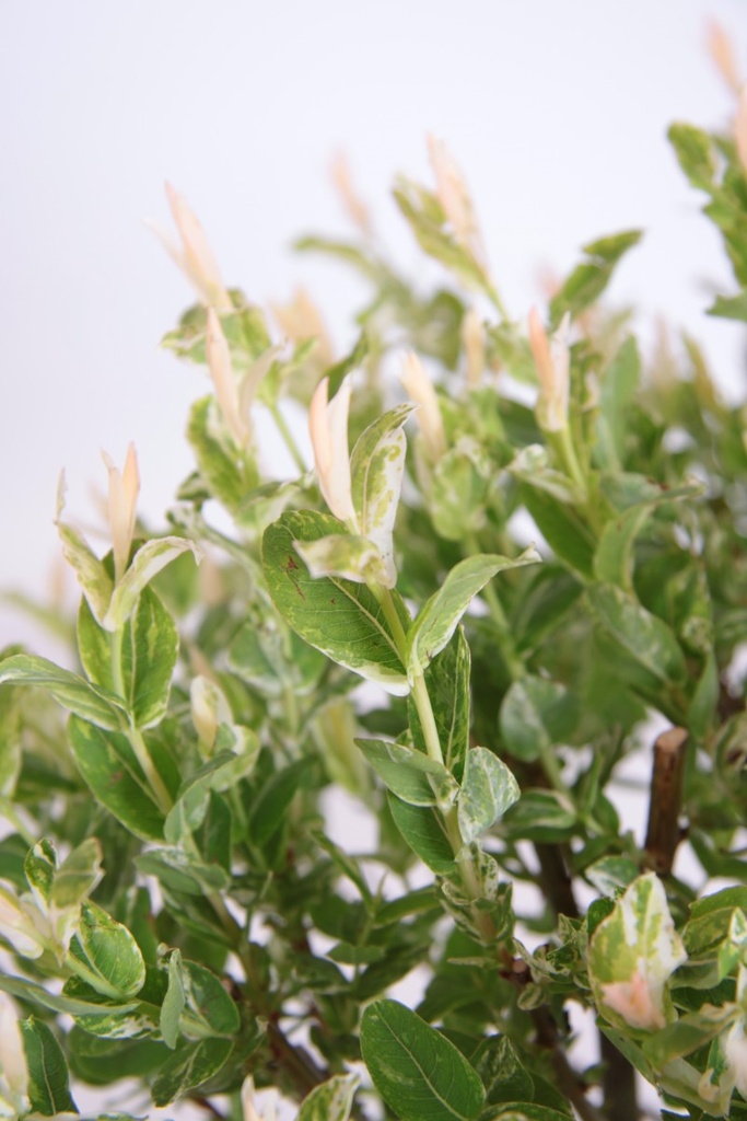 Salix integra 'Hakuro Nishiki'