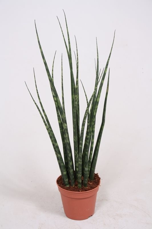 Sanseveria 'Mikado'