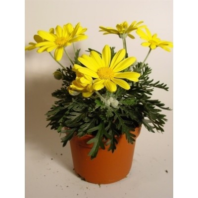 Euryops pectinatus