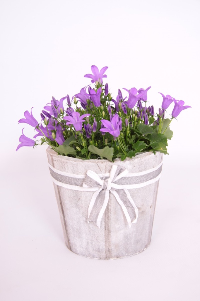 Campanula portenschlagiana