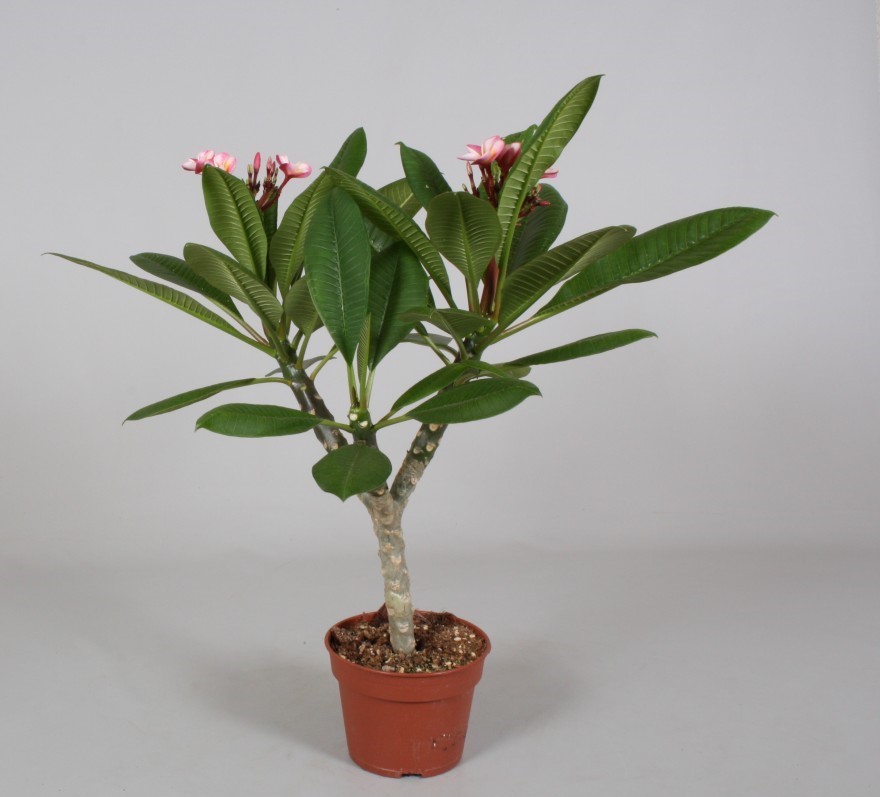 Plumeria