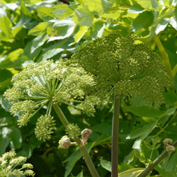 Angelica archangelica