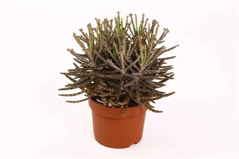 Kalanchoë tubiflora