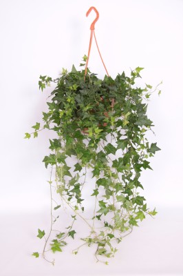 Hedera en suspension