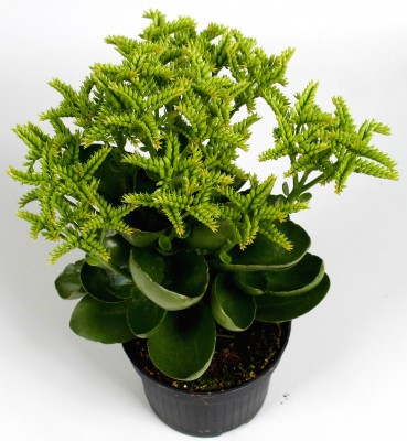 Kalanchoe 'Croco'