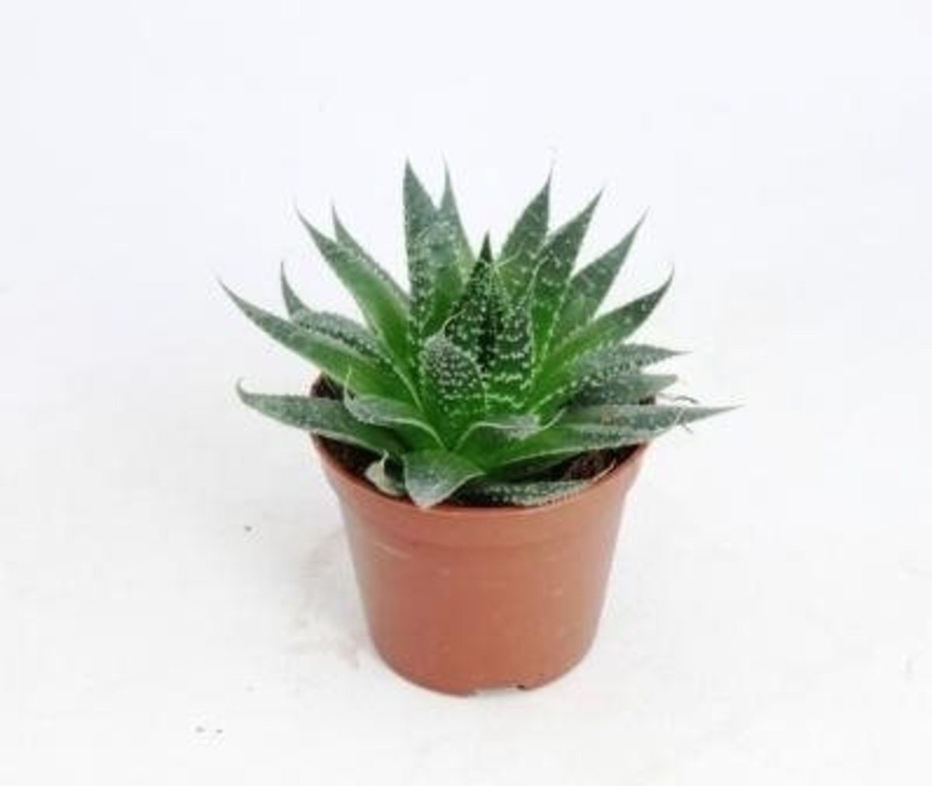 Aloe aristata