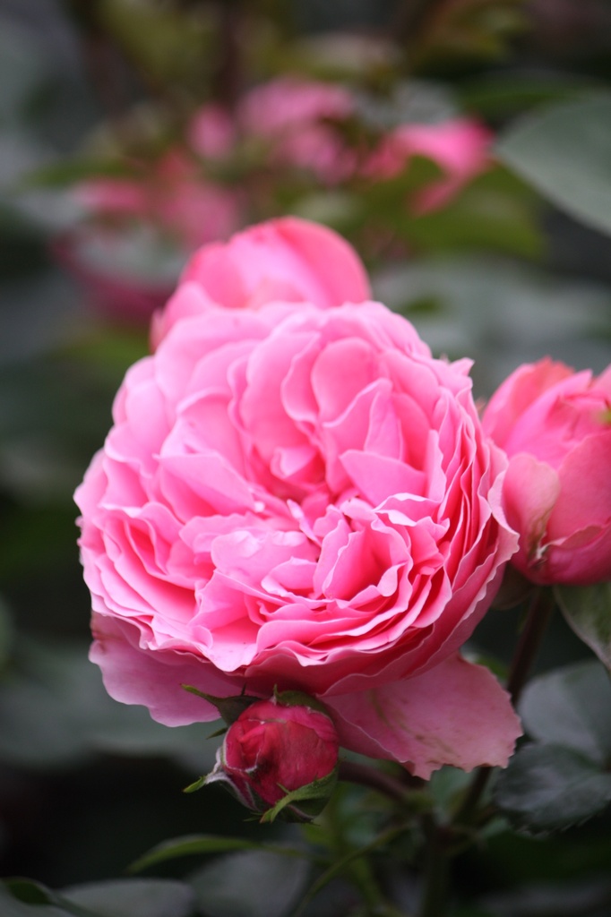 Rosier tige 'Leonardo da Vinci'