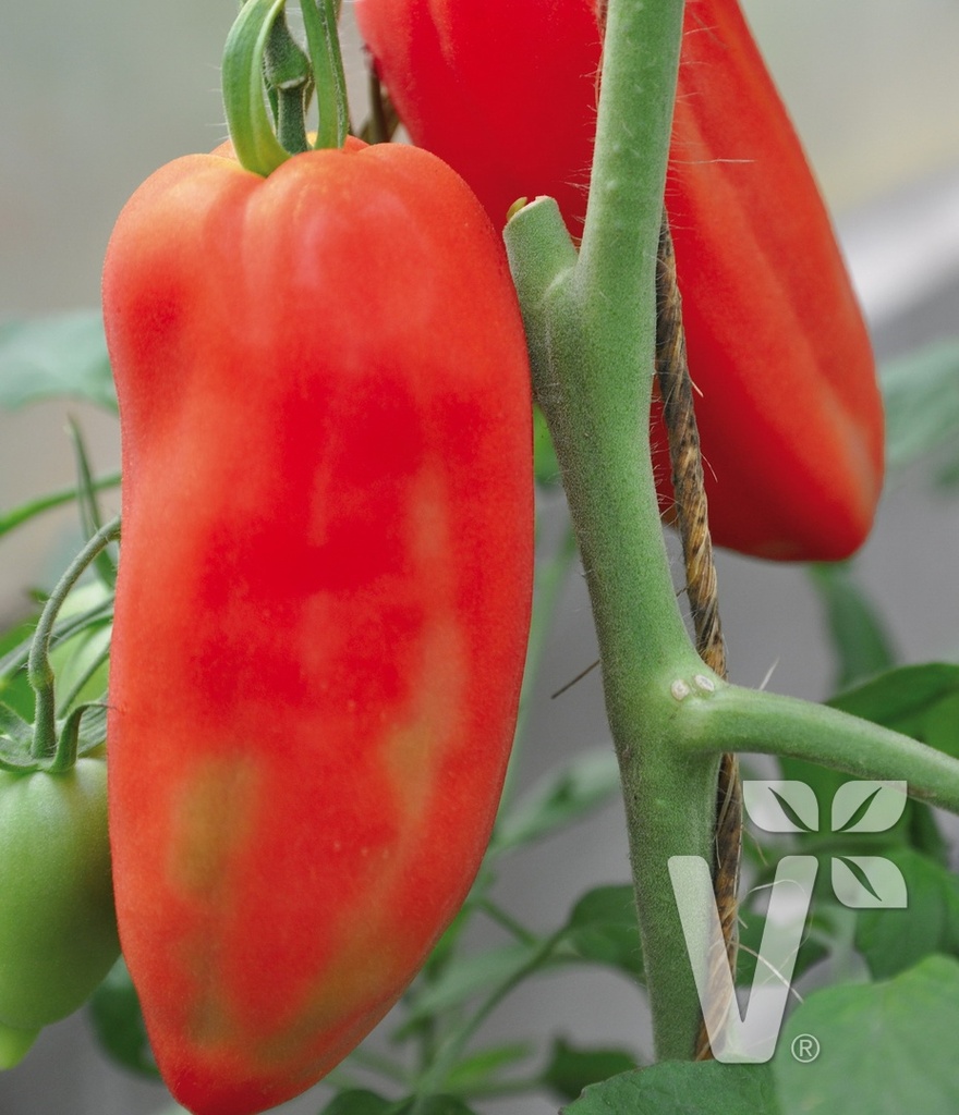 Tomate greffée 'Andine cornue'