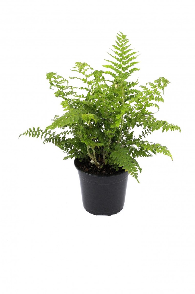 Polystichum setiferum