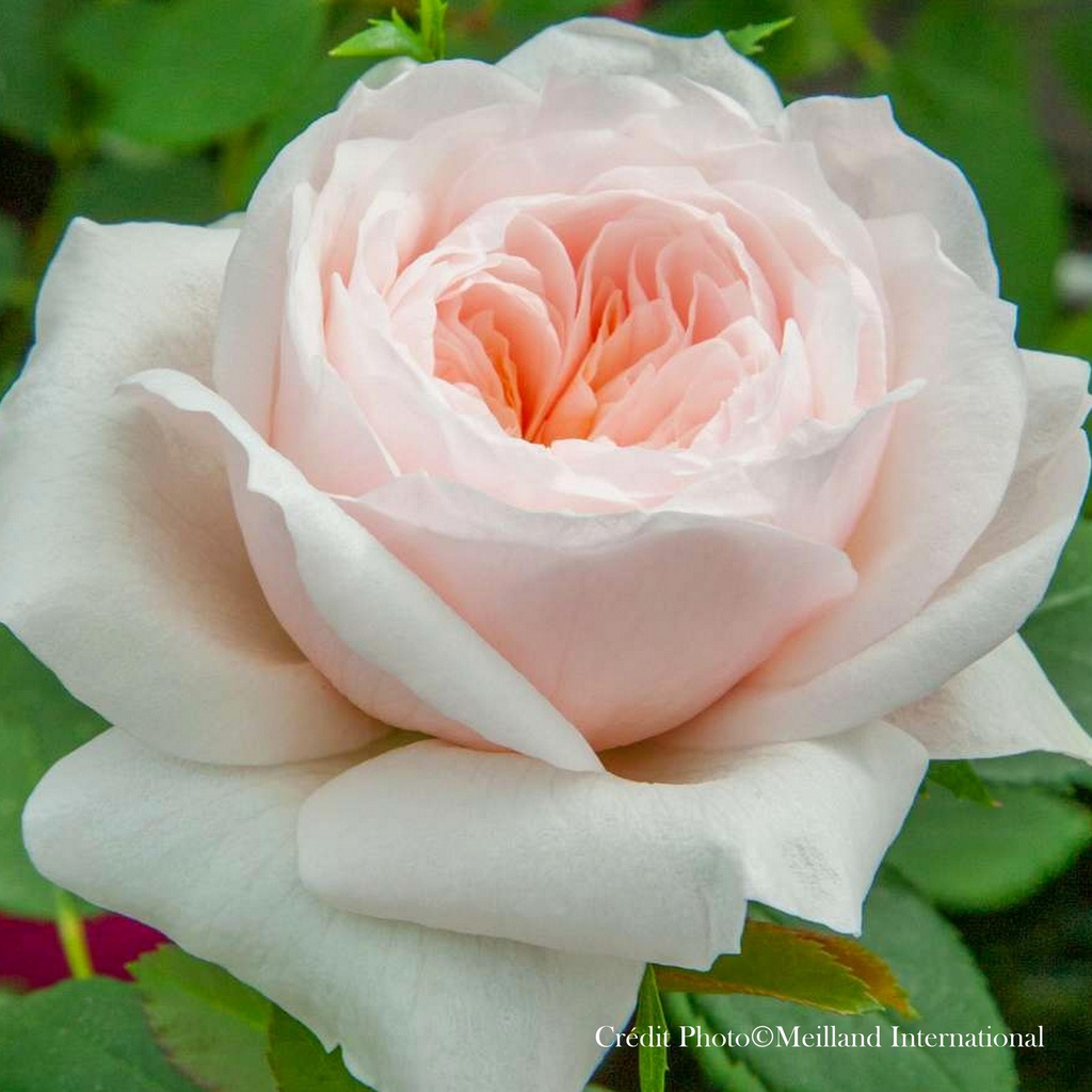 Rosier grimpant 'Sabrina®'