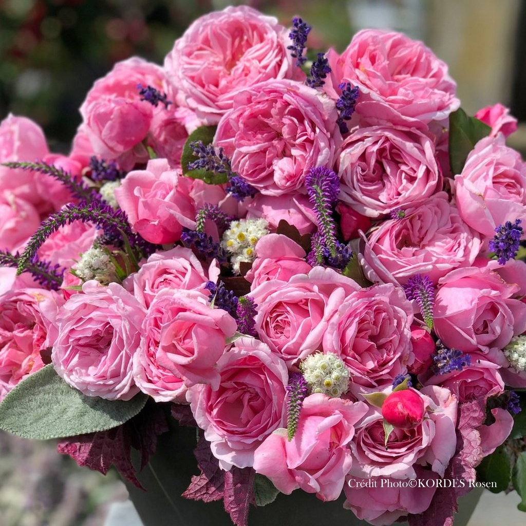 Rosier grimpant 'Kiss me Kate®'
