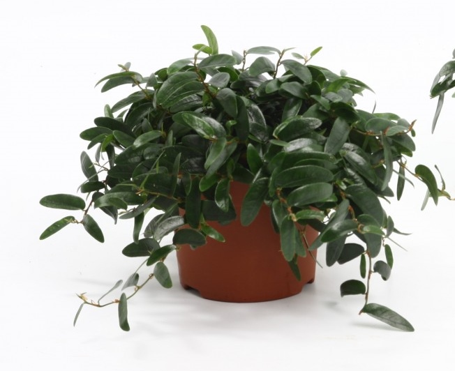Ficus 'Anouk'