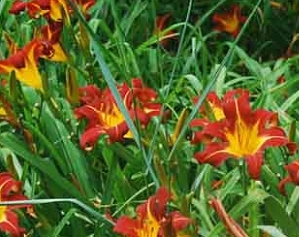Hemerocallis 'Autumn Red’