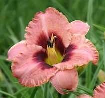 Hemerocallis 'Daring Deception’