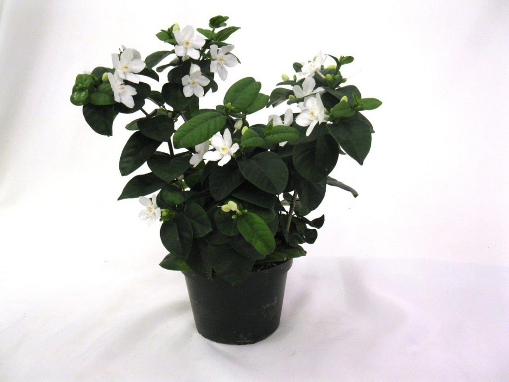 Holarrhena pubescens