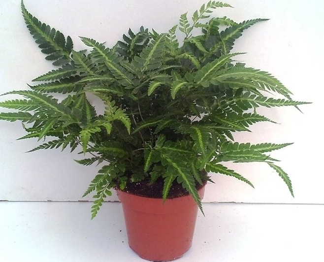Rumohra variegata