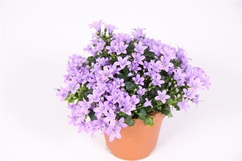 Campanula 'Addenda'