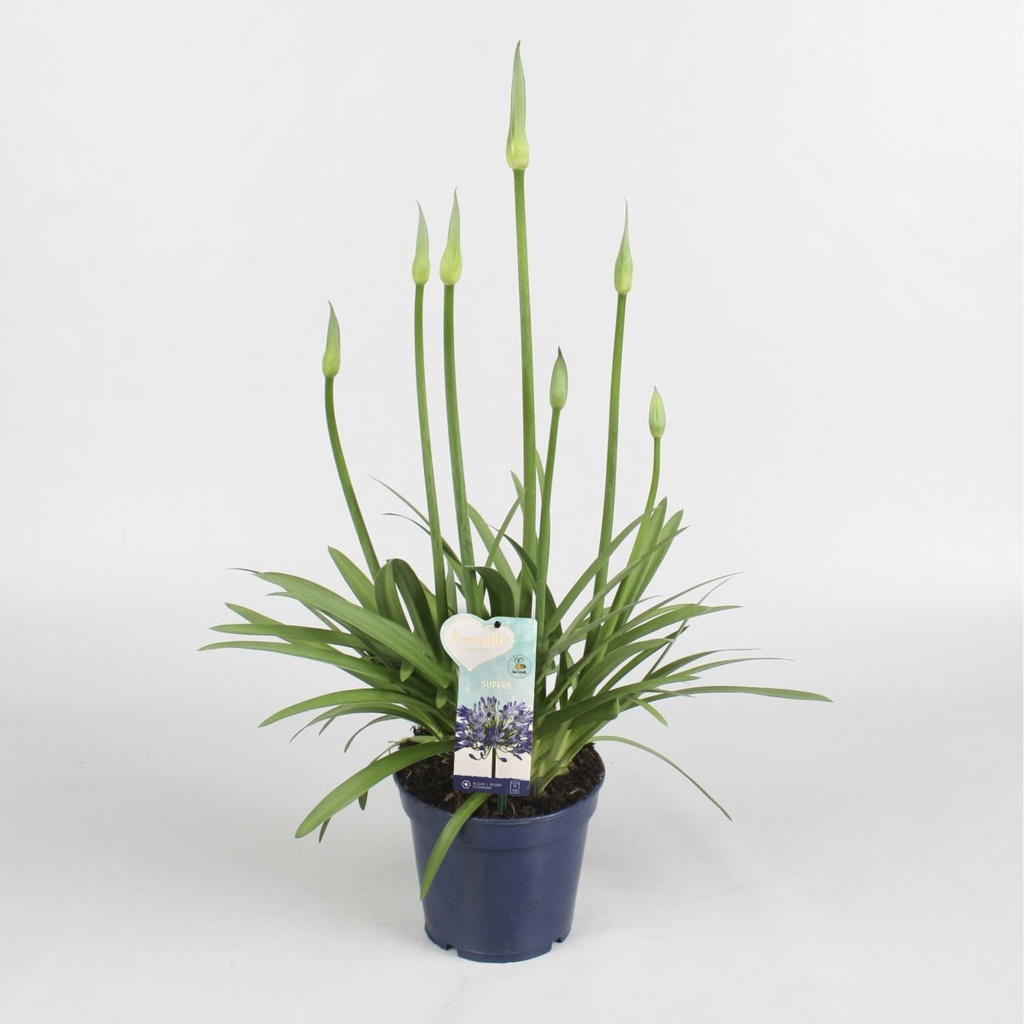 Agapanthus 'Amourette Super Bleu'