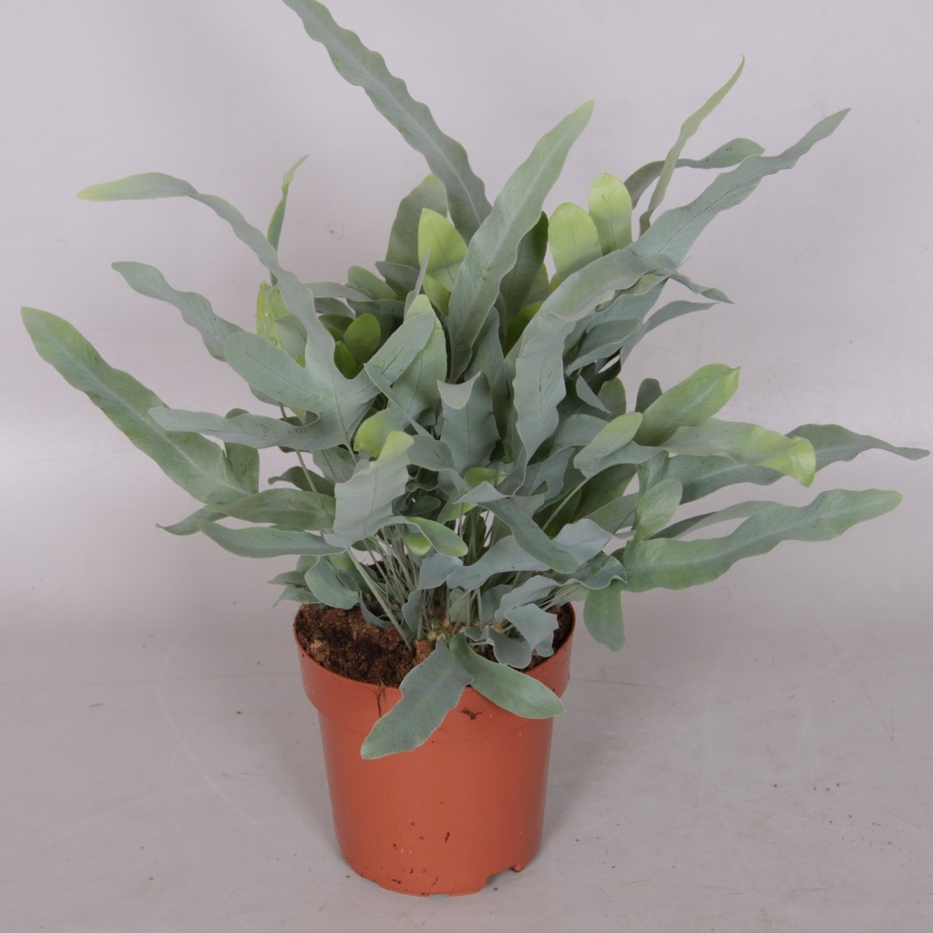 Phlebodium aureum 'Blue Star'