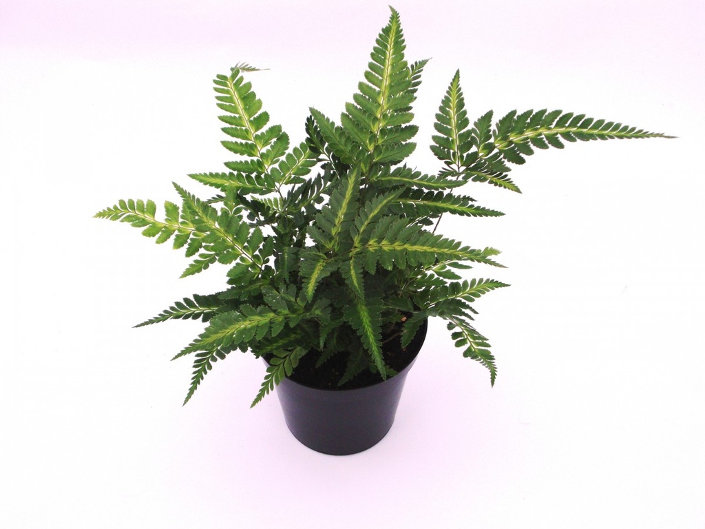 Arachnoides aristata 'Variegata'