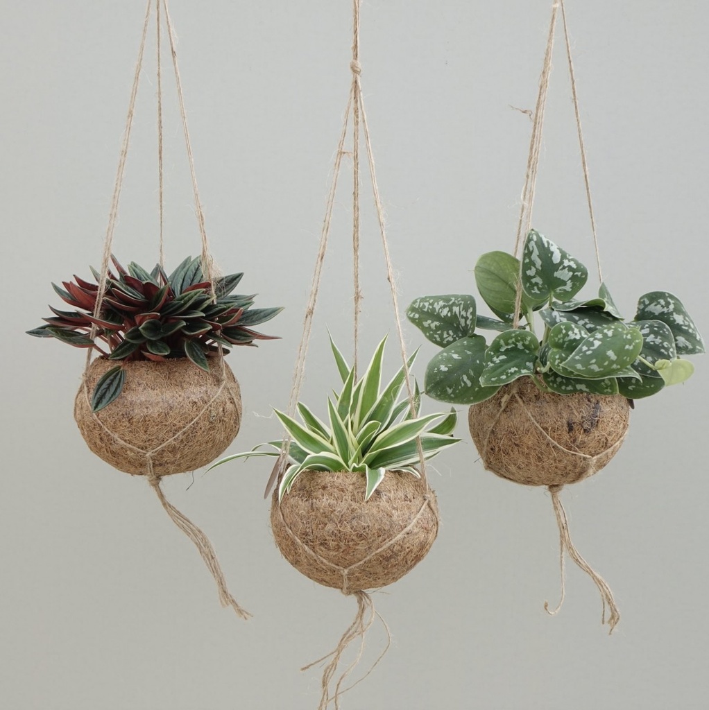 Kokodama - Plante verte