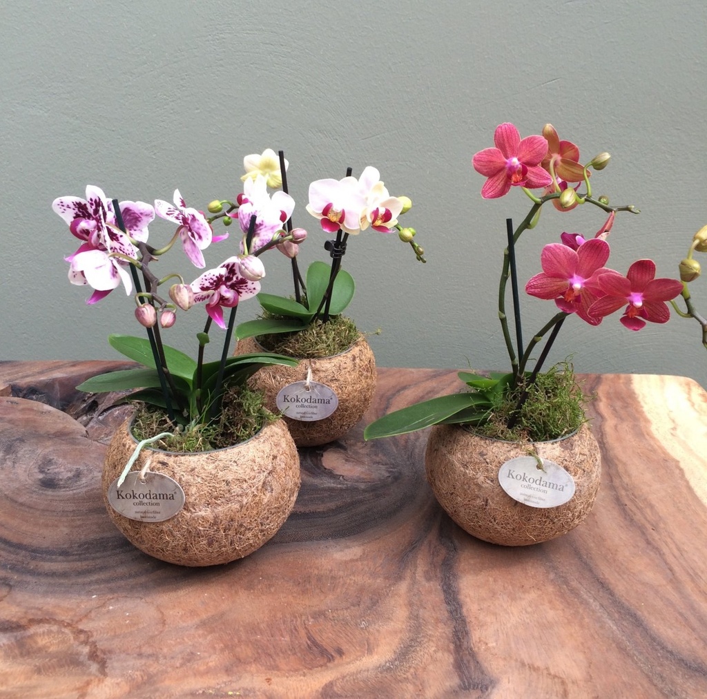 Kokodama - Phalaenopsis