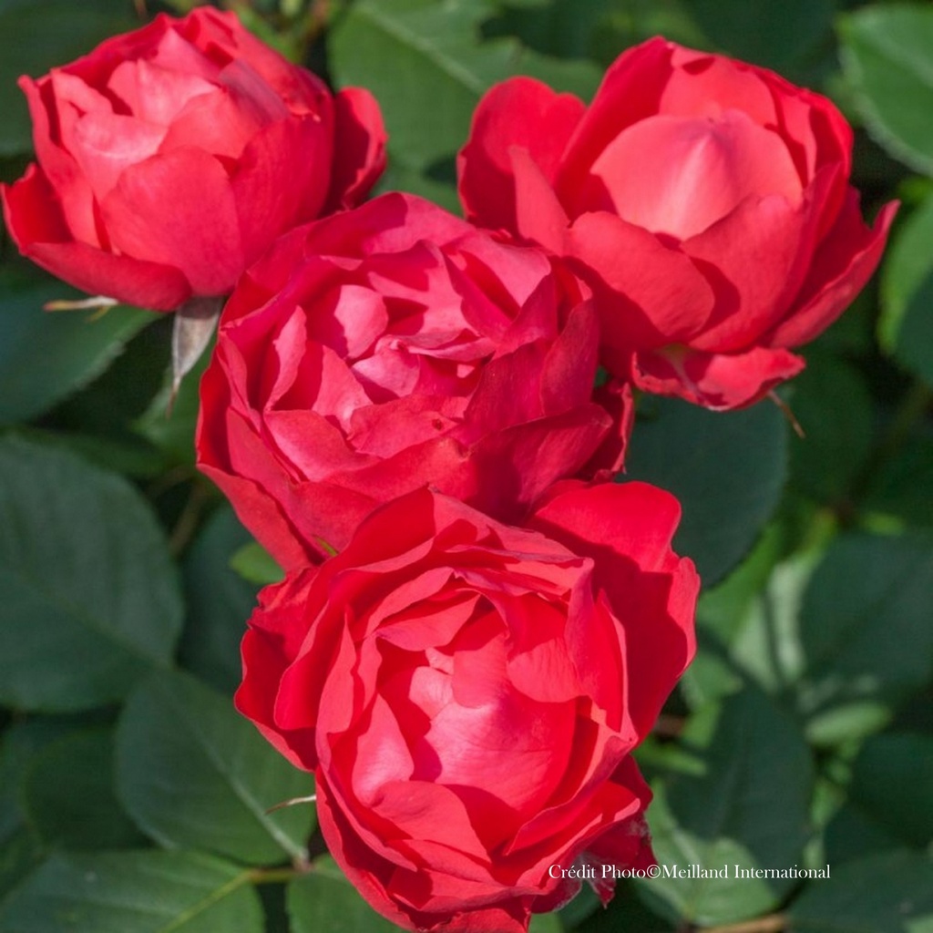 Rosier tige 'Cherry Bonica'