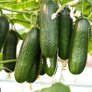 Concombre greffé 'Ministar'