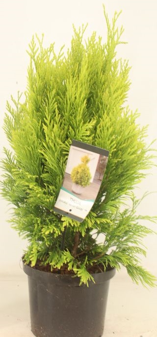 Thuja plicata '4 Ever Goldy®'