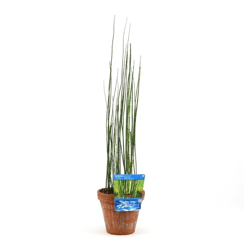 Equisetum japonica