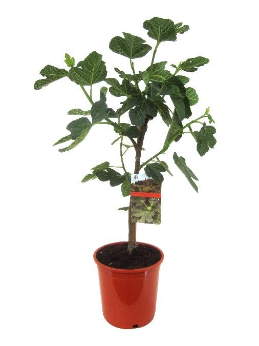Ficus carica