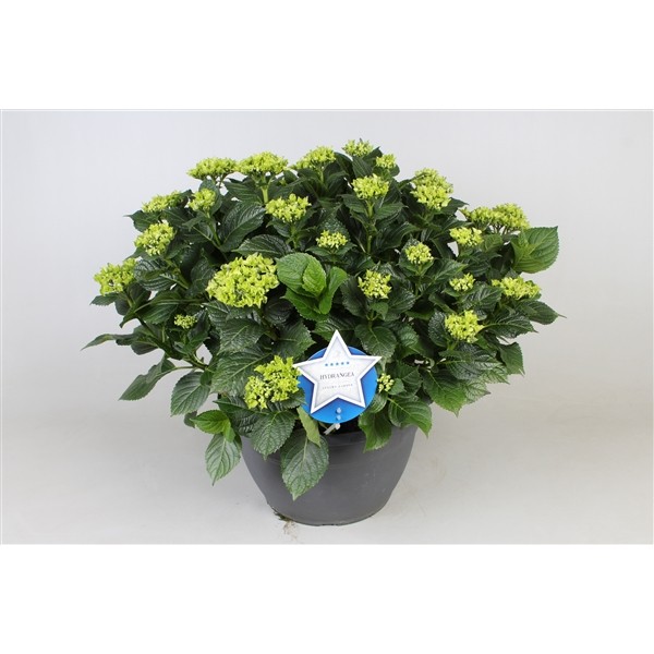 Hydrangea macrophylla