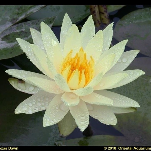 Nymphaea 'Texas down jaune'
