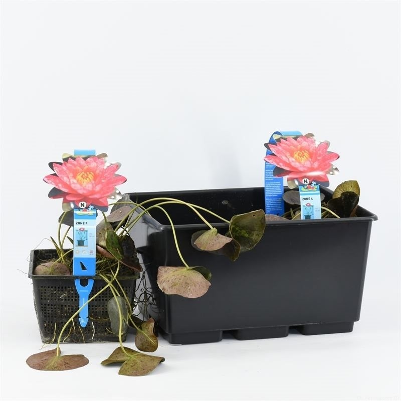 Nymphaea 'Wanvisa rose'