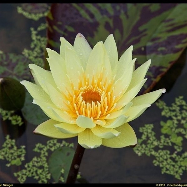 Nymphaea 'Yellow supan jaune'