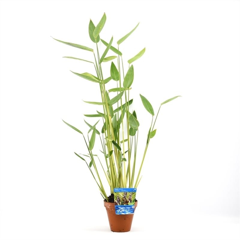 Thalia dealbata