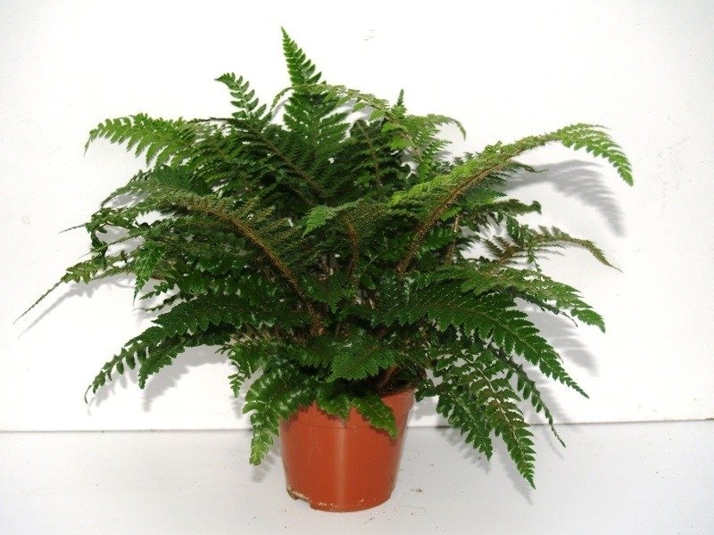Polystichum polyblepharum