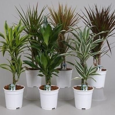 Dracaena