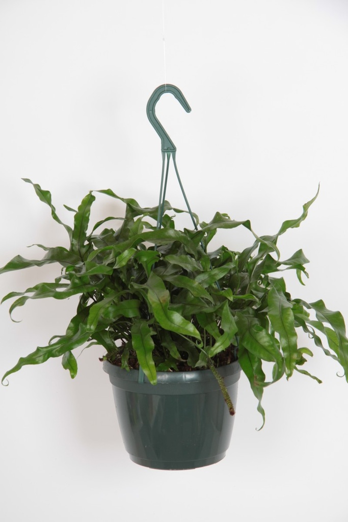 Microsorum diversifolium