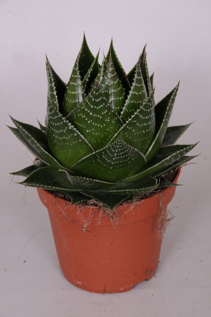 Aloe cosmo